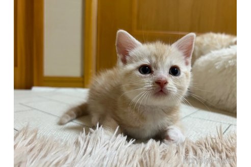 成約済の茨城県のスコティッシュフォールド-79916の3枚目